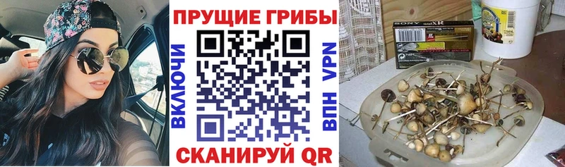 Псилоцибиновые грибы Psilocybe  цены   Калтан 